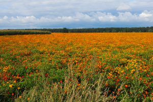 How many flowers can you observe in a statistically relevant manner?